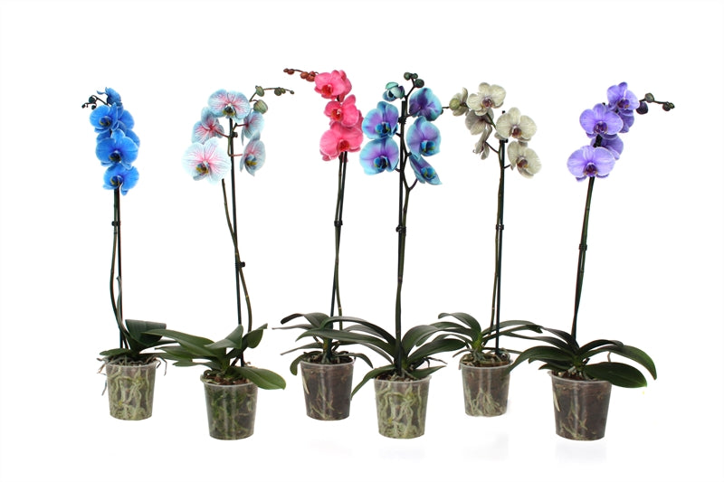 Phalaenopsis Hybrid 55cm 12cm Pot