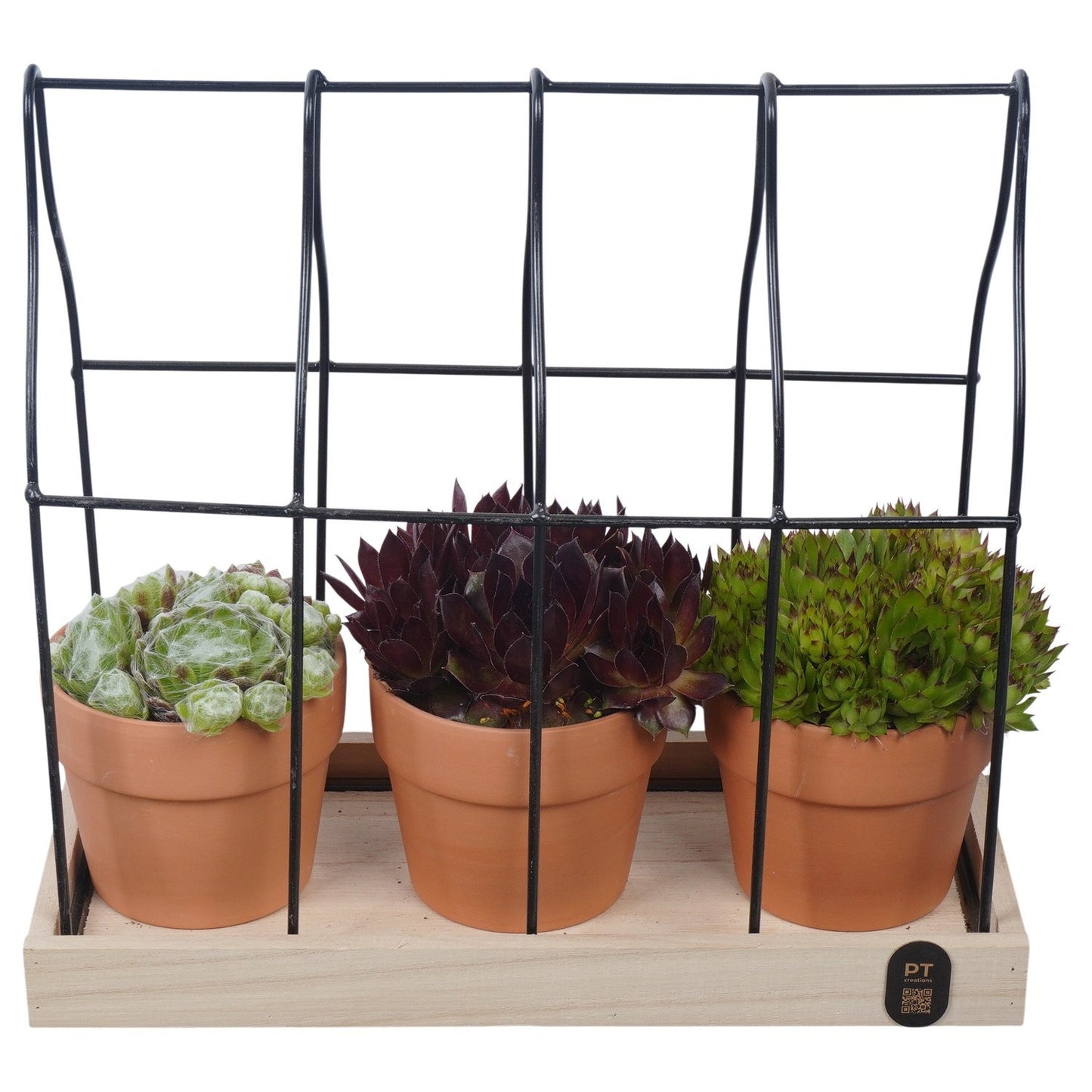 arr. Sempervivum 28cm 30cm Pot