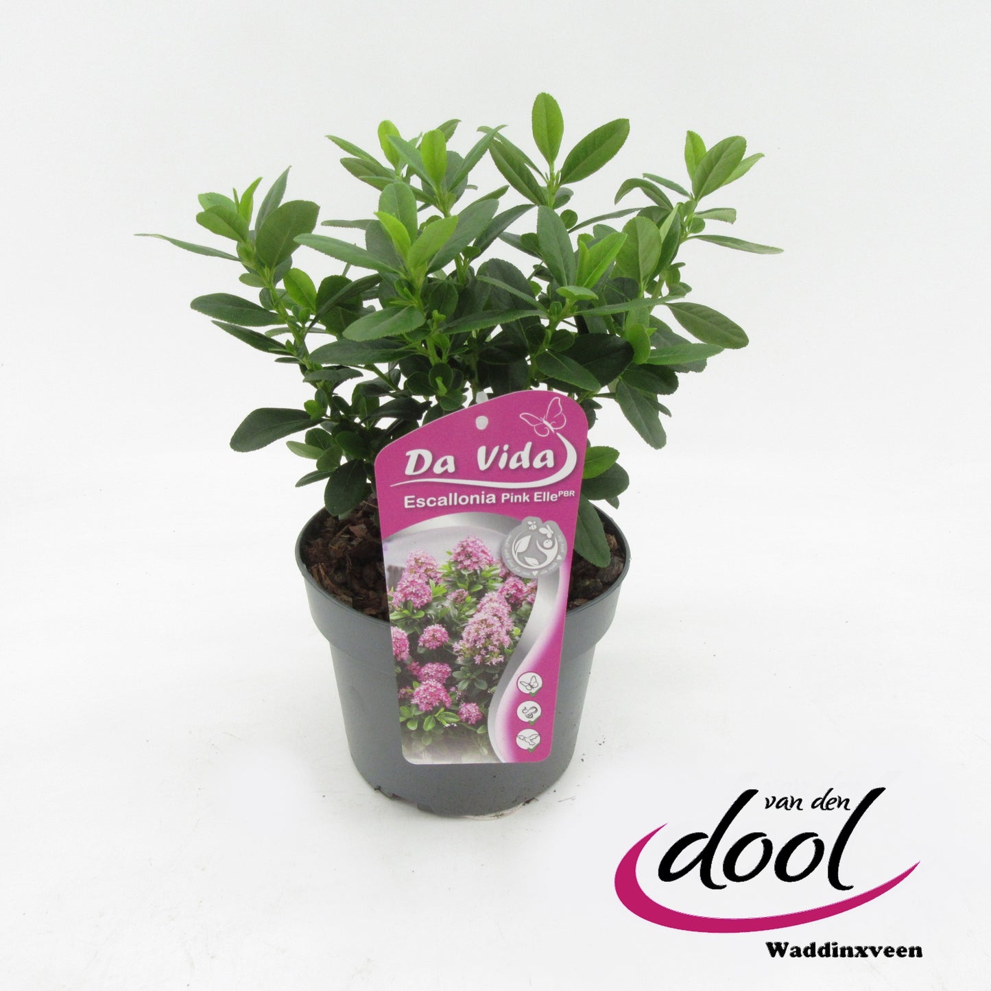 Escallonia Pink Elle 35cm 19cm Pot