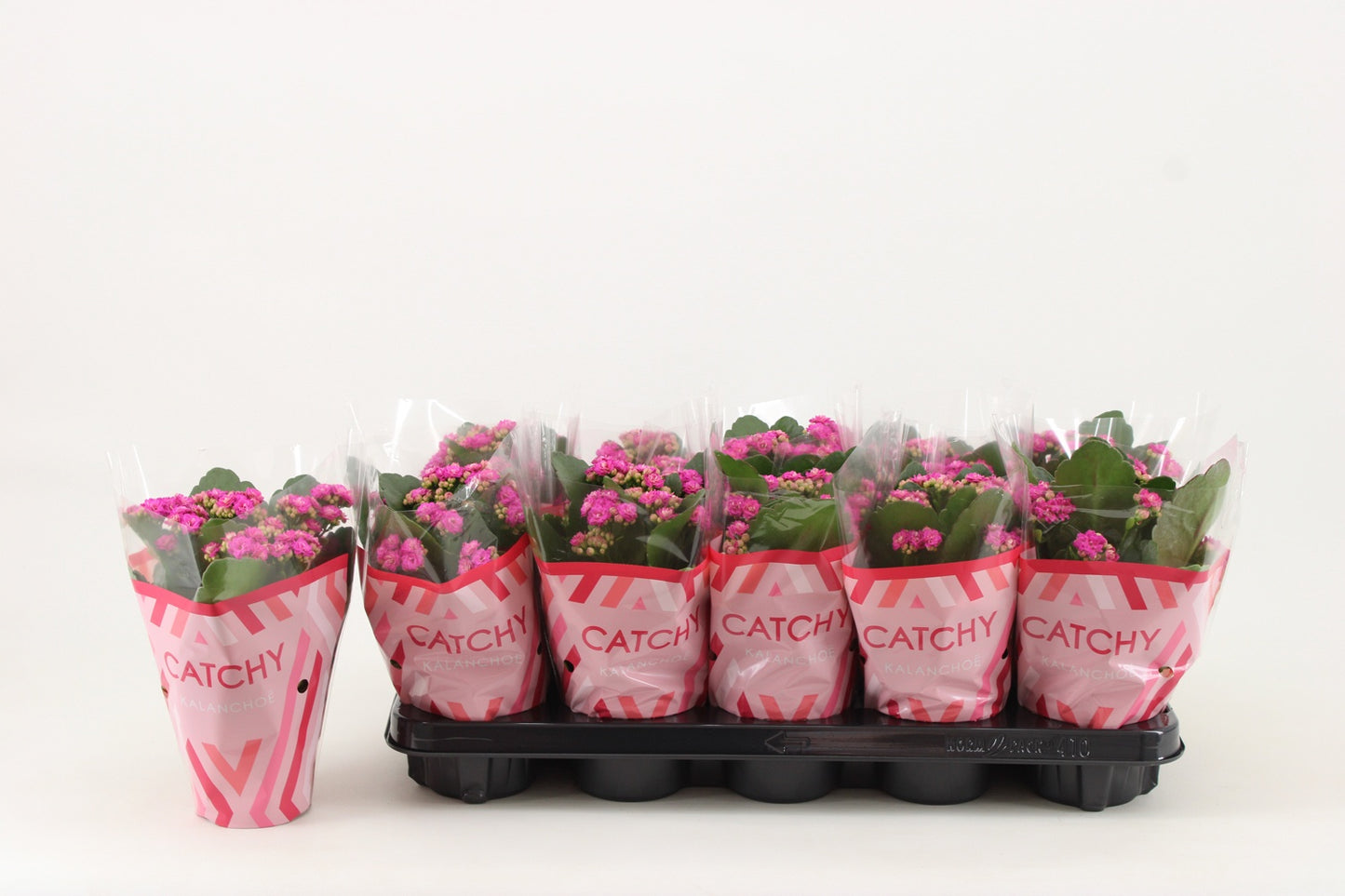 Kalanchoe Rosalina Geraldo Purple 23cm 510cm Pot