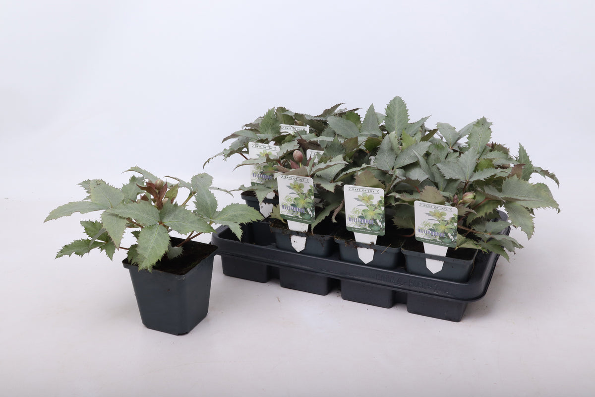 Helleborus sternii 15cm 9cm Pot