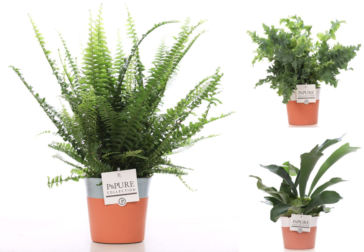 Ferns mix 35cm 12cm Pot