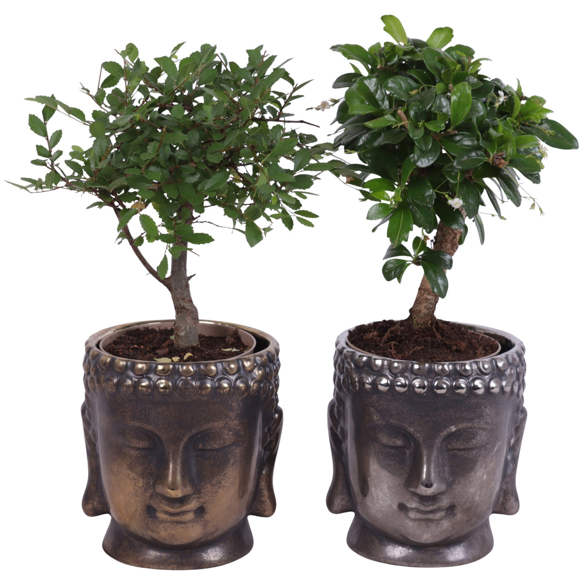 Bonsai mix 25cm 12cm Pot