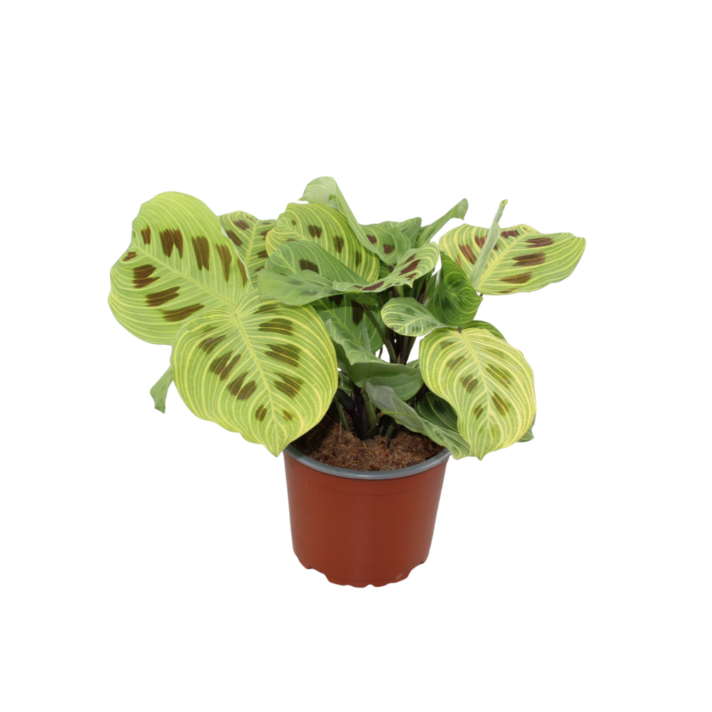 Maranta leuconeura 25cm 12cm Pot