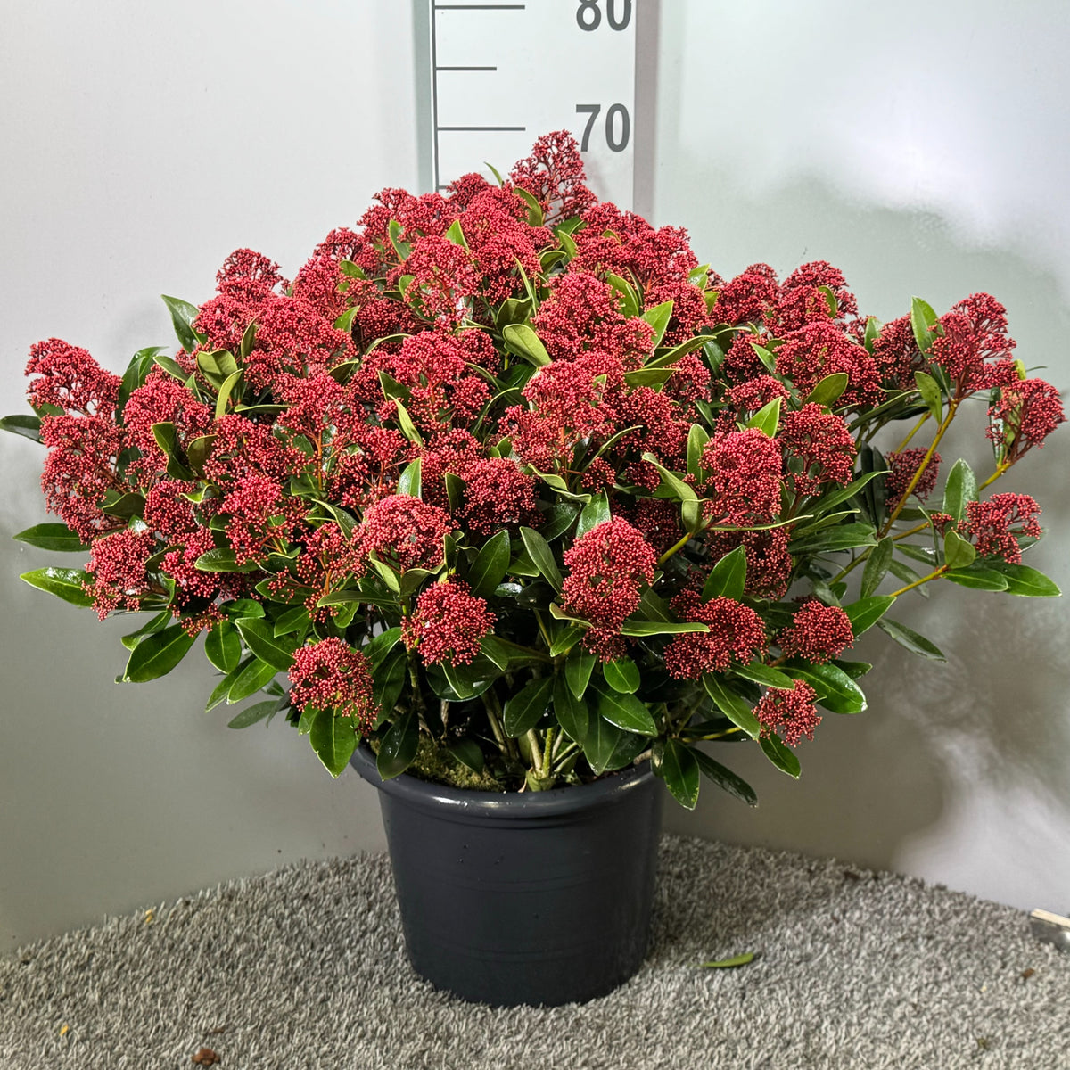 Skimmia japonica Rubesta 50cm 31cm Pot