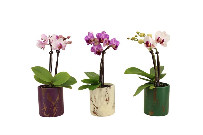 Phalaenopsis hybrid 17cm 6cm Pot