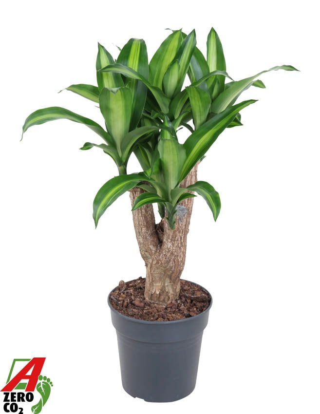 Dracaena frag. Massangeana 80cm 21cm Pot