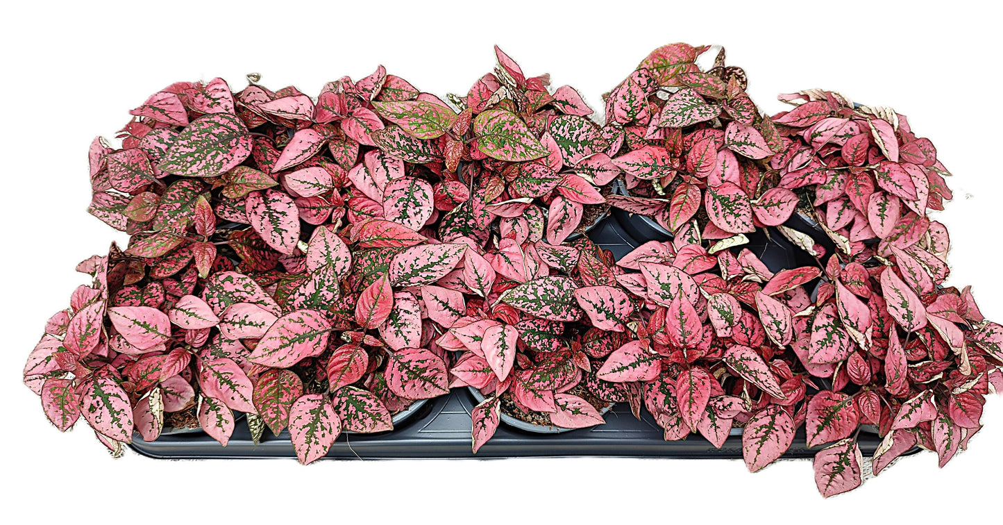 Hypoestes red 15cm 12cm Pot