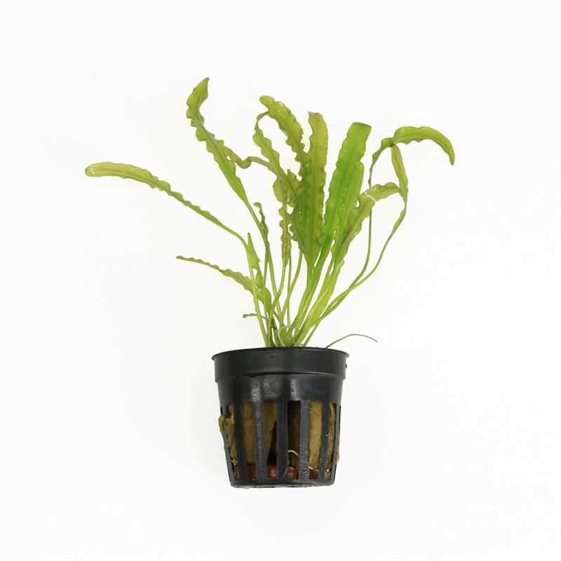 Waterplkw R. Moerings Aponogeton undulatus Pack of 6