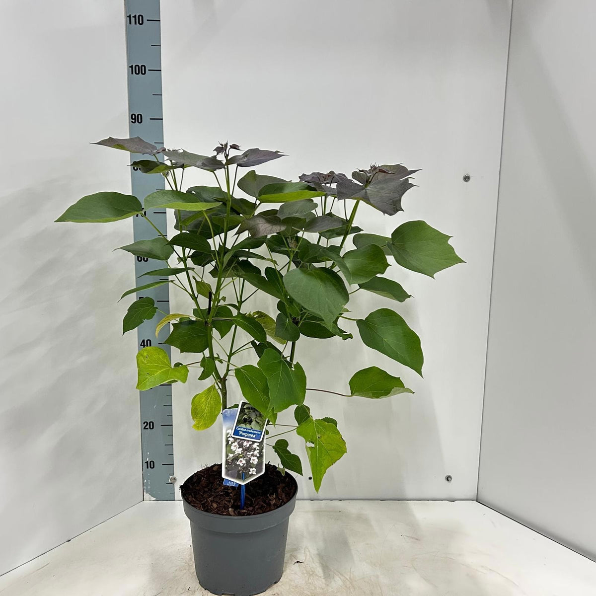 Catalpa eru. Purpurea 85cm 23cm Pot