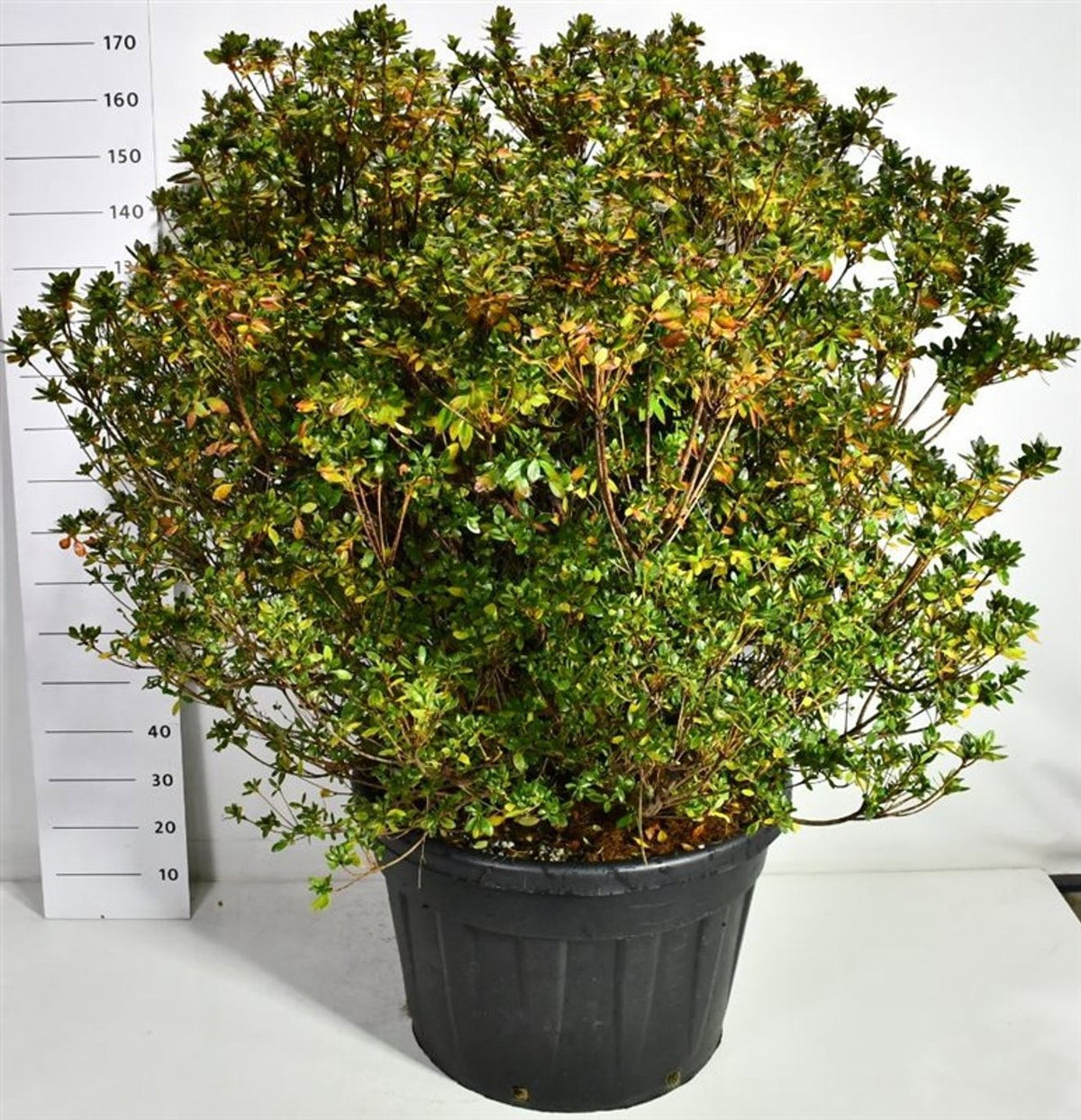 Rhododendron japonicum 180cm 77cm Pot