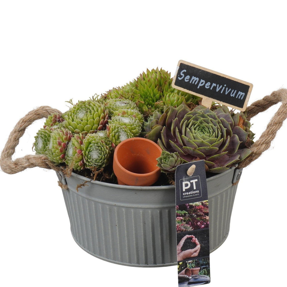 arr. Sempervivum 17cm 19cm Pot