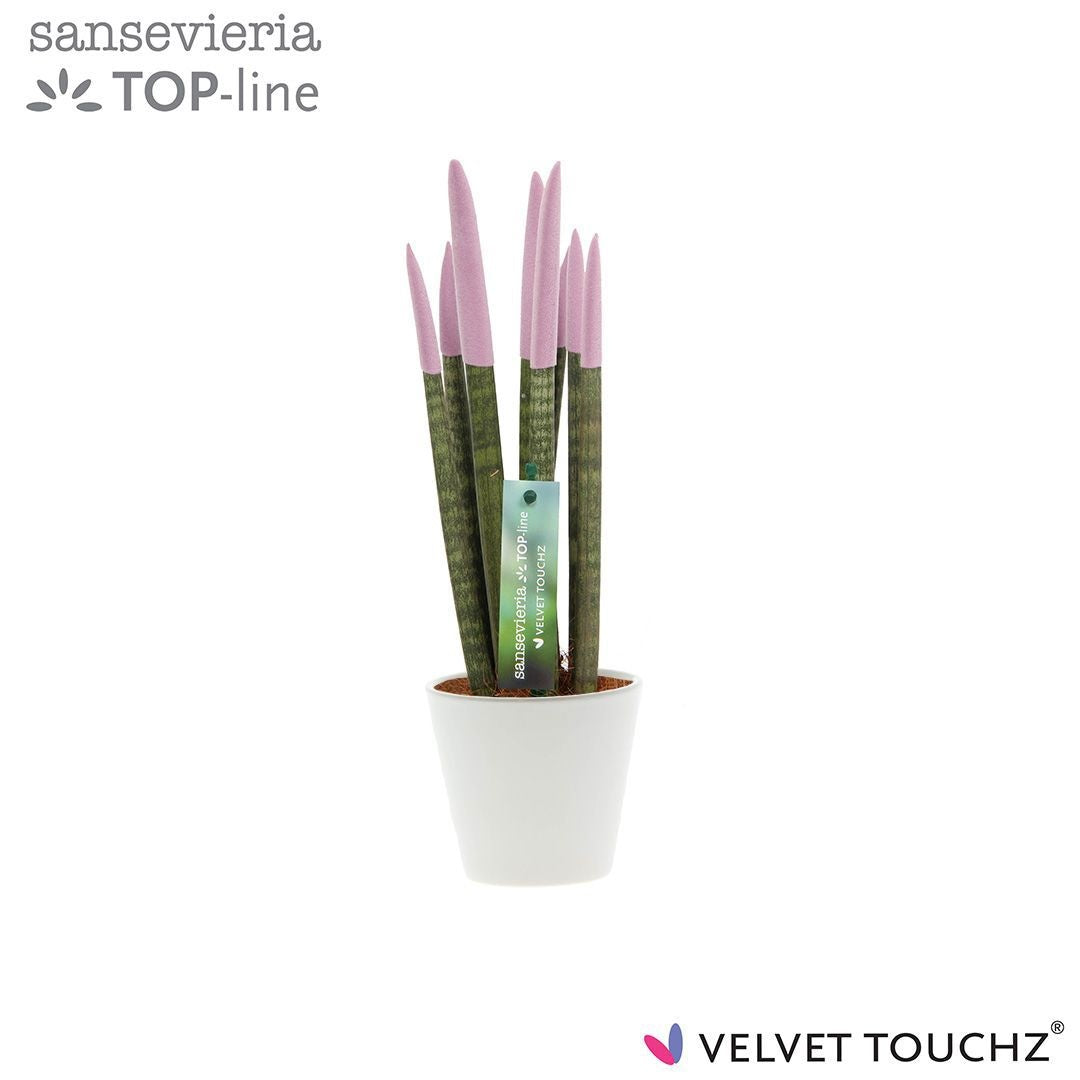 Sansevieria cylindrica 32cm 8.5cm Pot