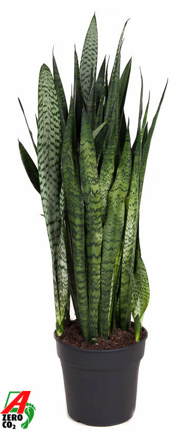Sansevieria Zeylanica 100cm 30cm Pot
