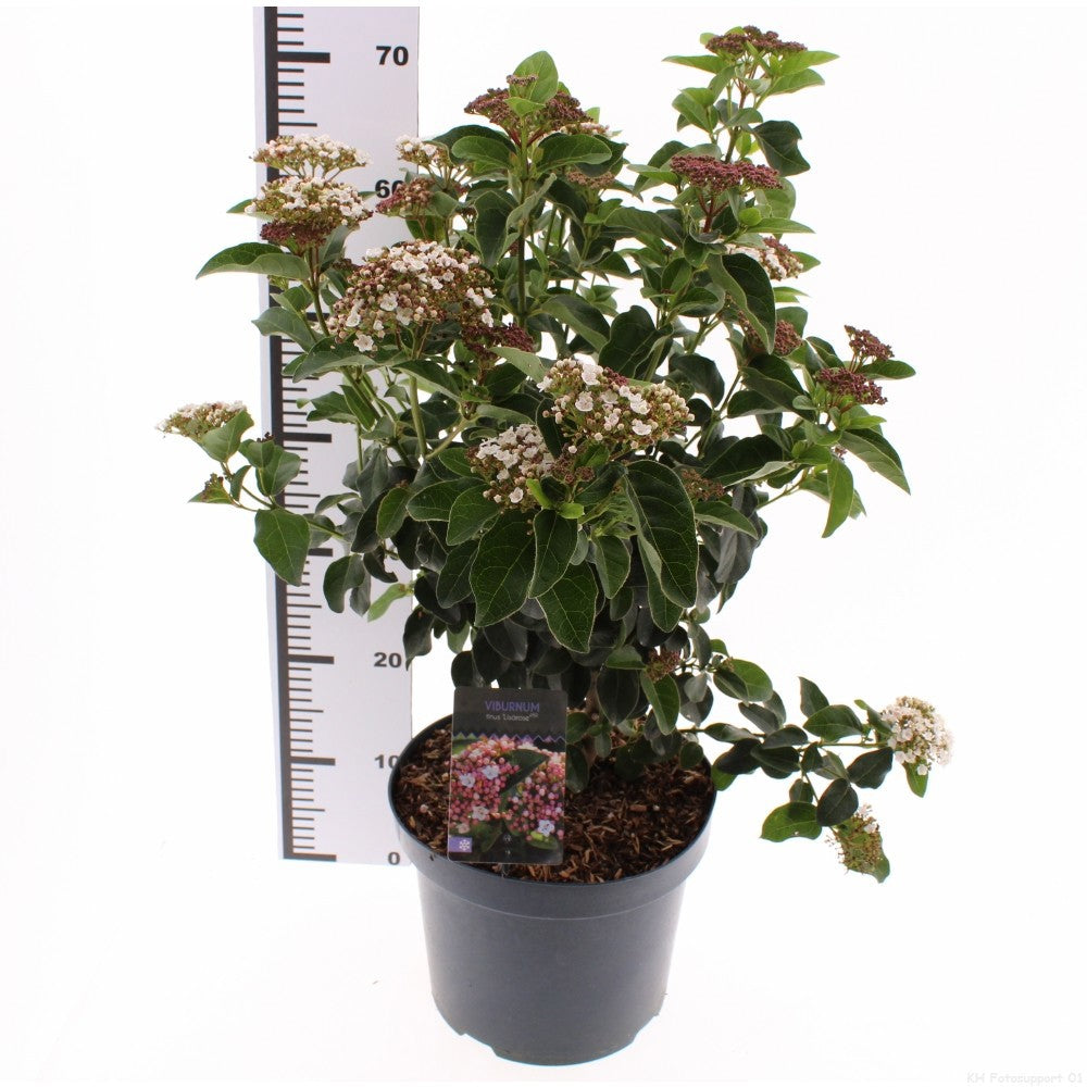 Viburnum tinus 40cm 26cm Pot