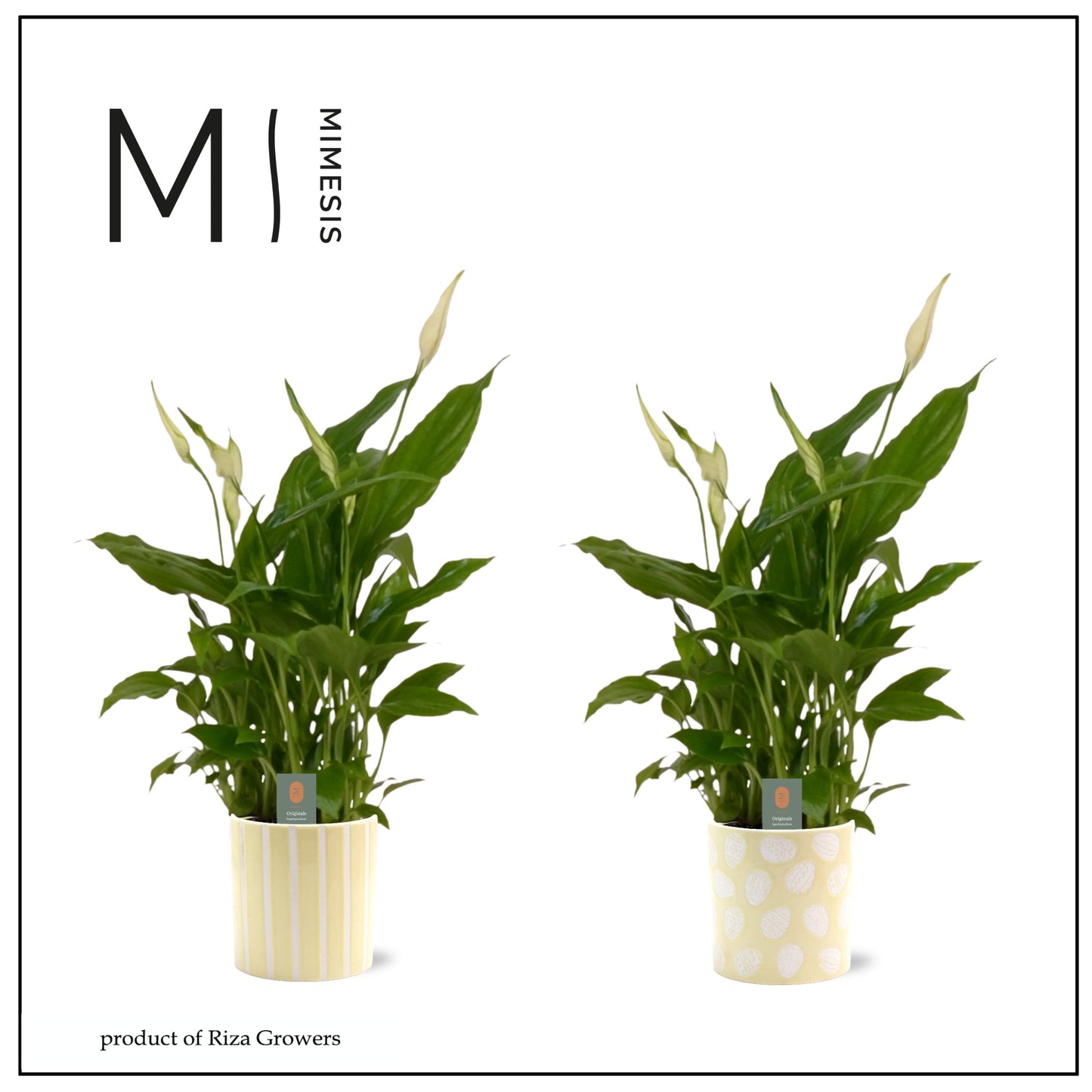 Spathiphyllum Chopin 20cm 506cm Pot