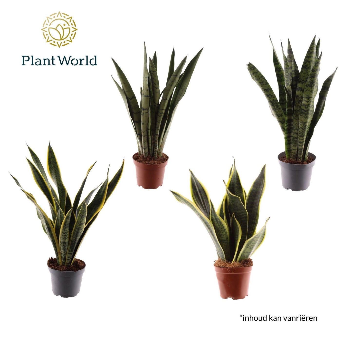 Sansevieria trifasciata 45cm 12cm Pot