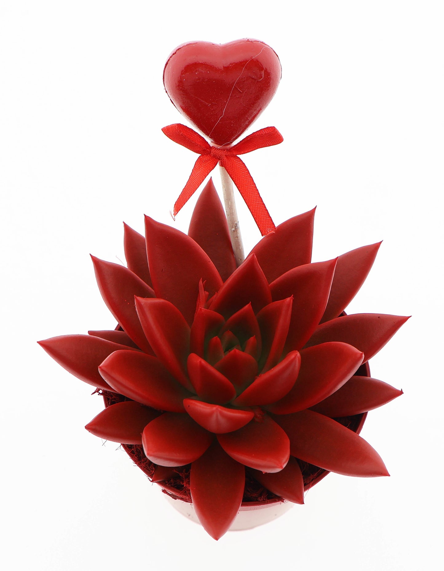 Euro Cactus Holland Bv Miranda rood + hartje Pack of 12