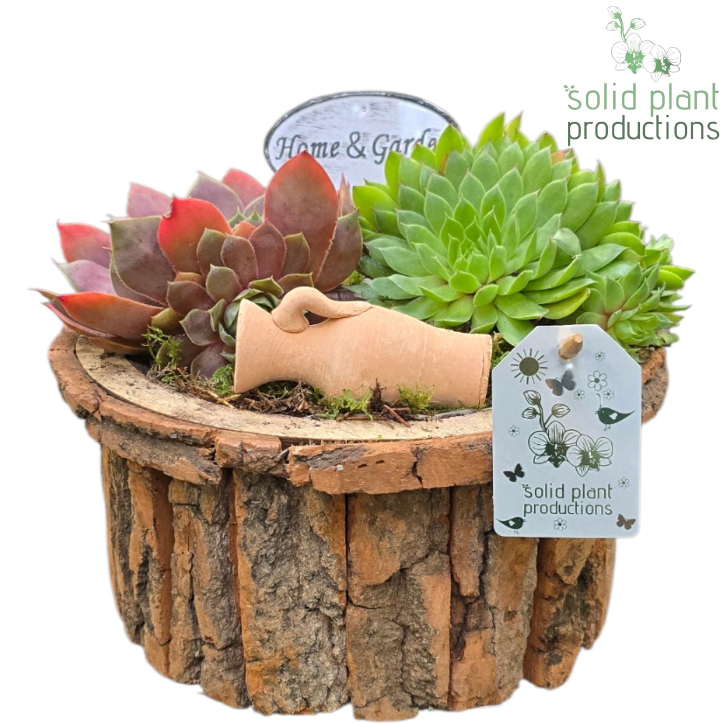 SMP025 Bark S Medium Brown Sempervivum 20cm 22cm Pot