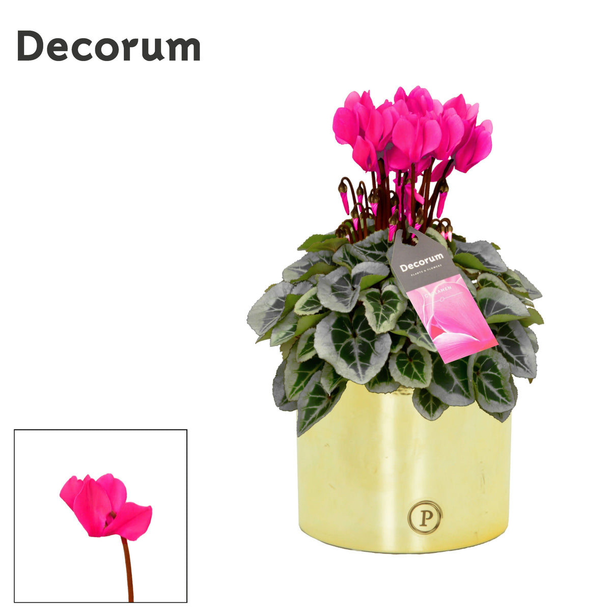 Cyclamen Picasso 30cm 13cm Pot