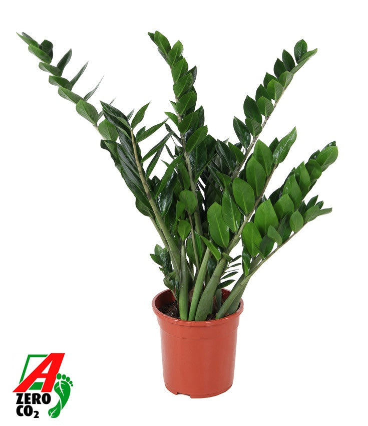 Zamioculcas zamiifolia 100cm 24cm Pot
