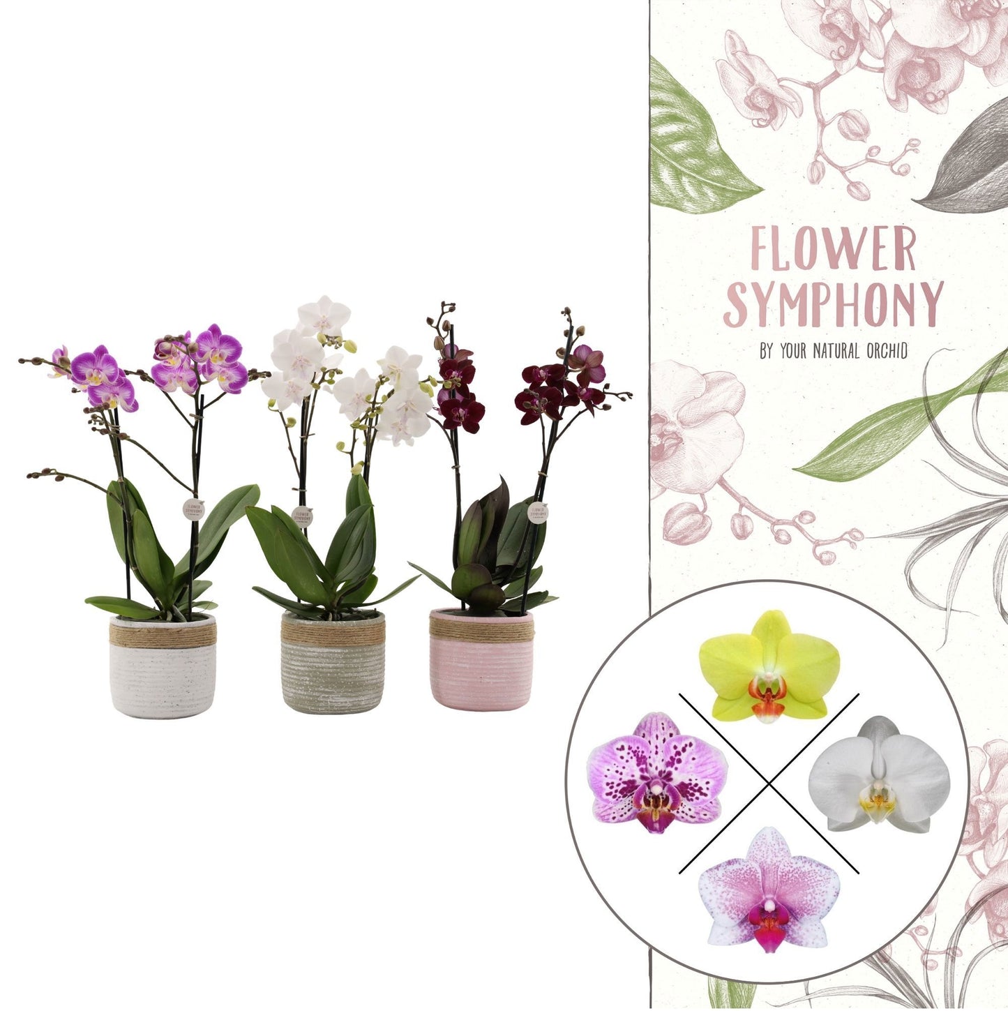 Phalaenopsis mix 40cm 12cm Pot