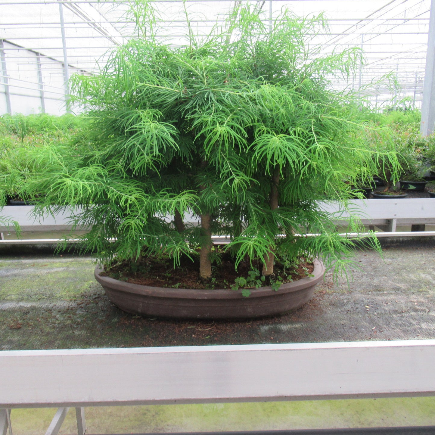 Pseudolarix amabilis 80cm 60cm Pot