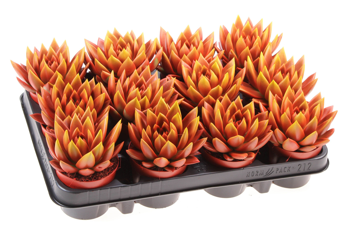 Rainbow bicolor red + yellow point 10cm 8.5cm Pot