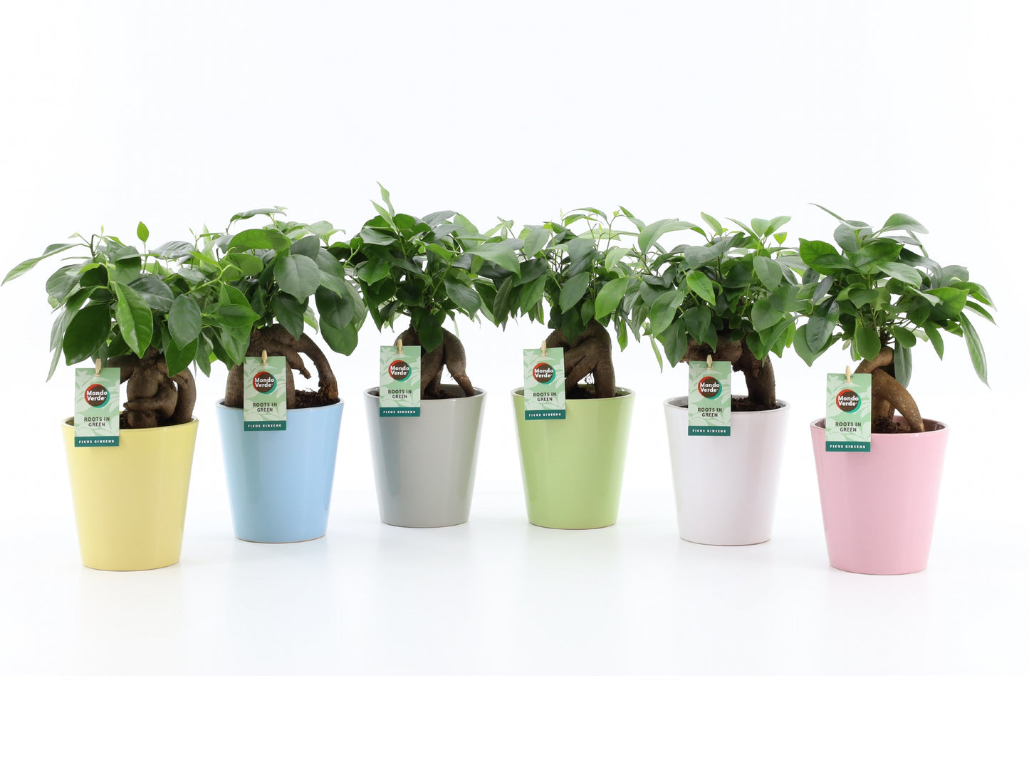 Ficus micr. Bonsai 35cm 13cm Pot