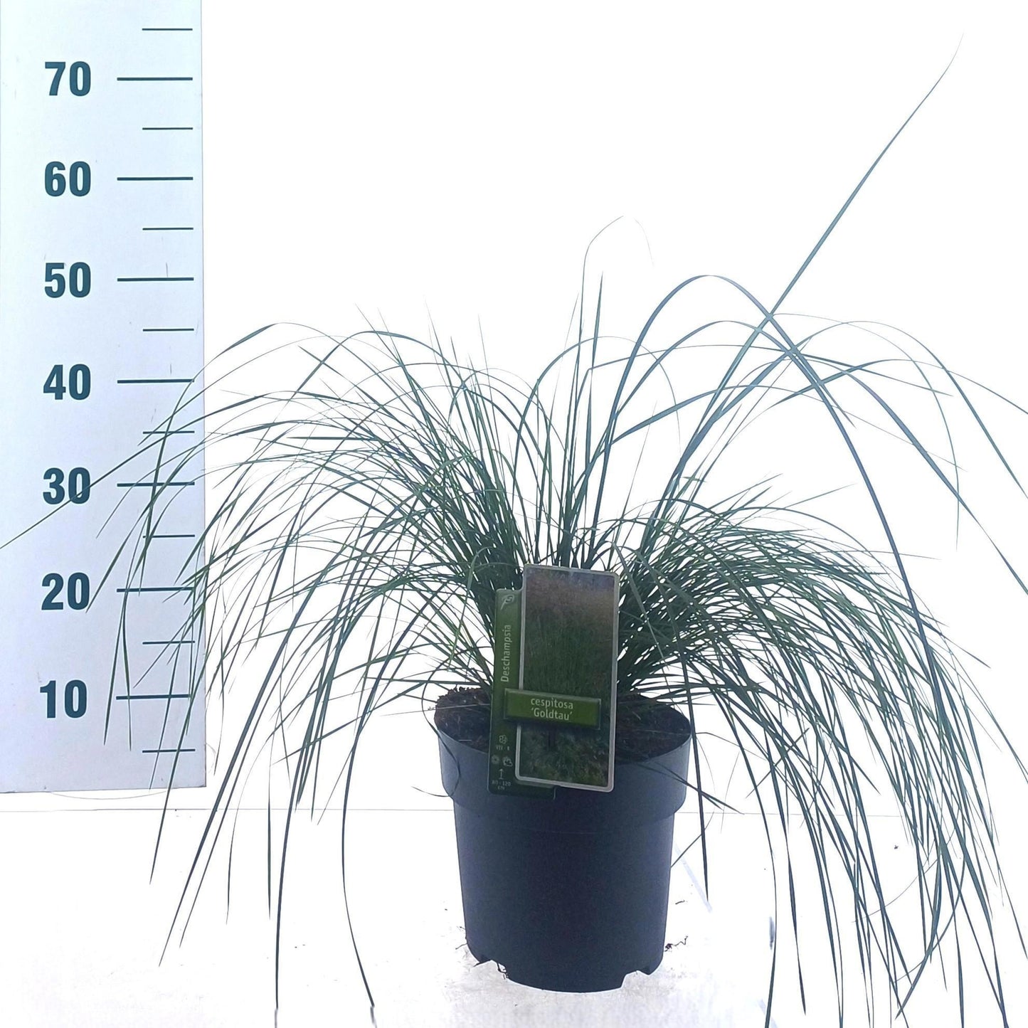 Deschampsia Goldtau 30cm 23cm Pot