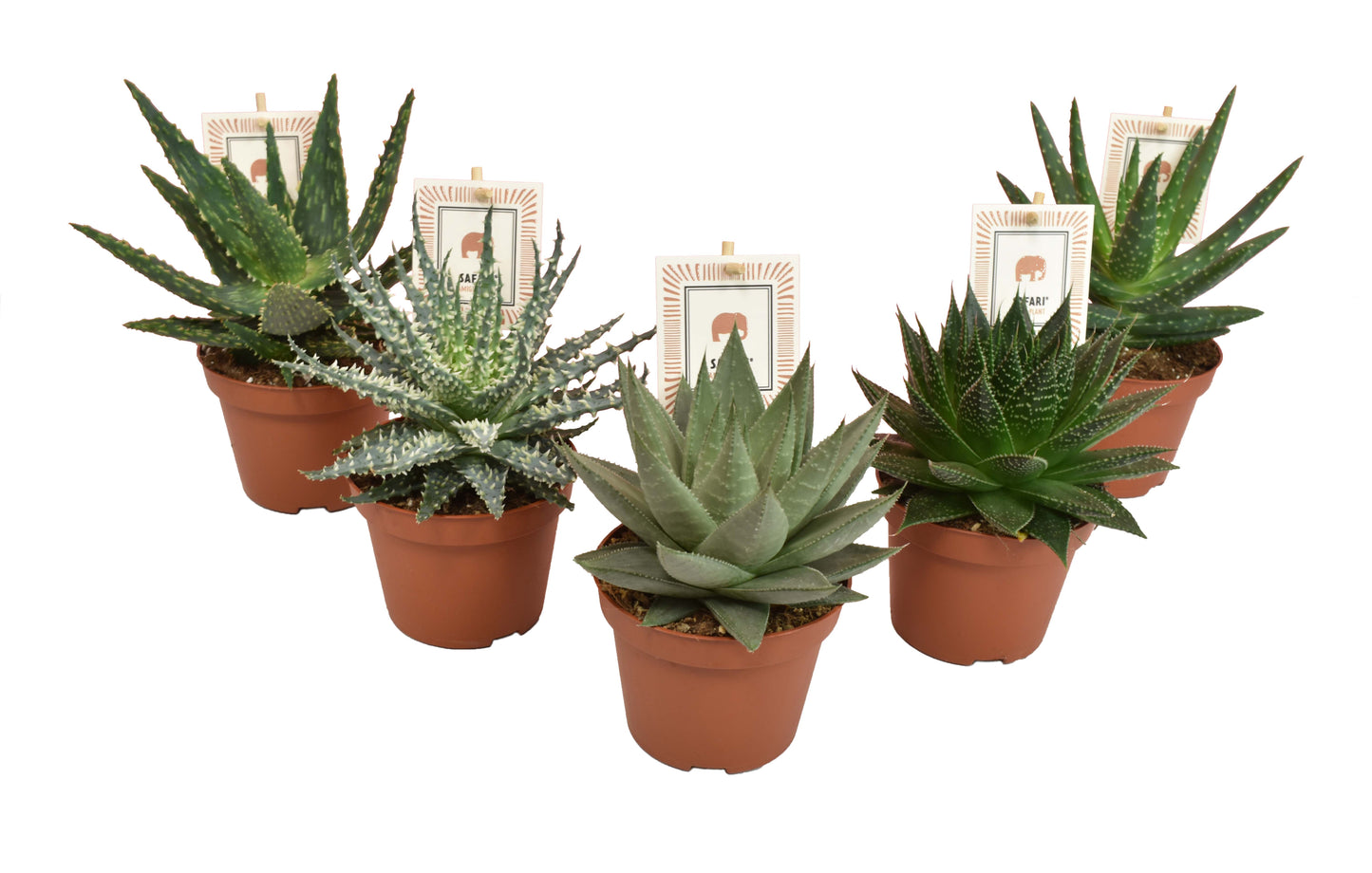 Aloe Safari gemengd 14cm 510cm Pot