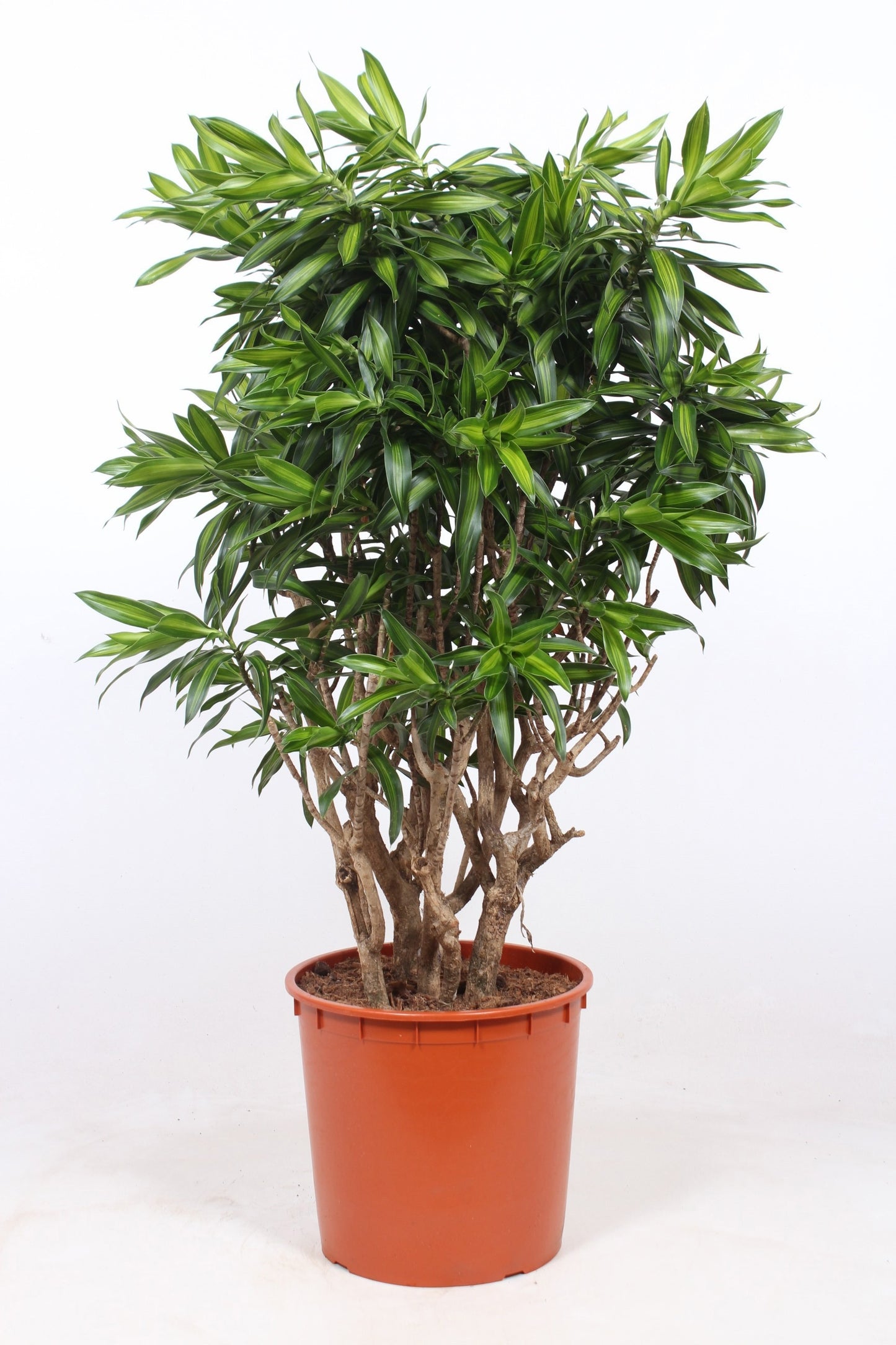 Dracaena ref. Song of Jamaica 150cm 34cm Pot