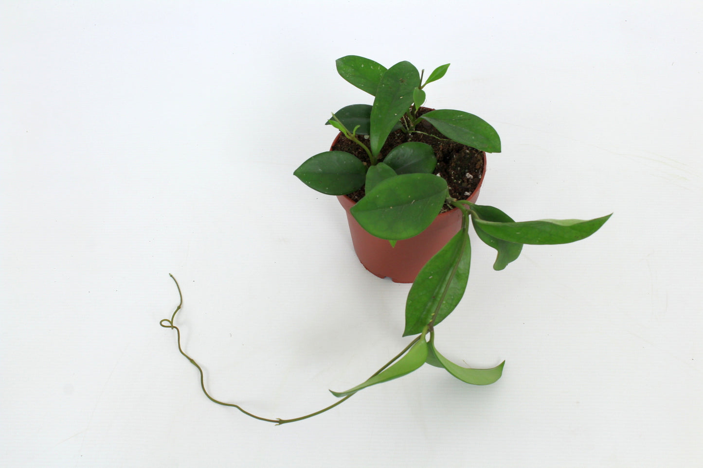 Hoya australis 15cm 12cm Pot