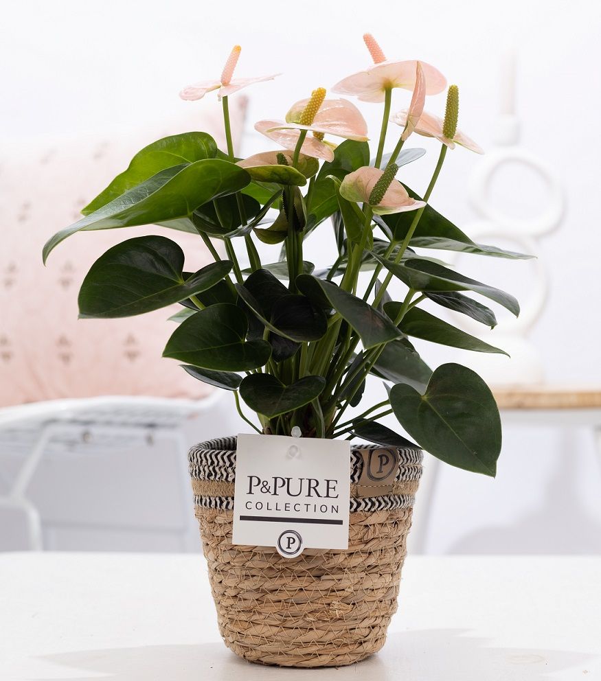Anthurium andraeanum 45cm 12cm Pot