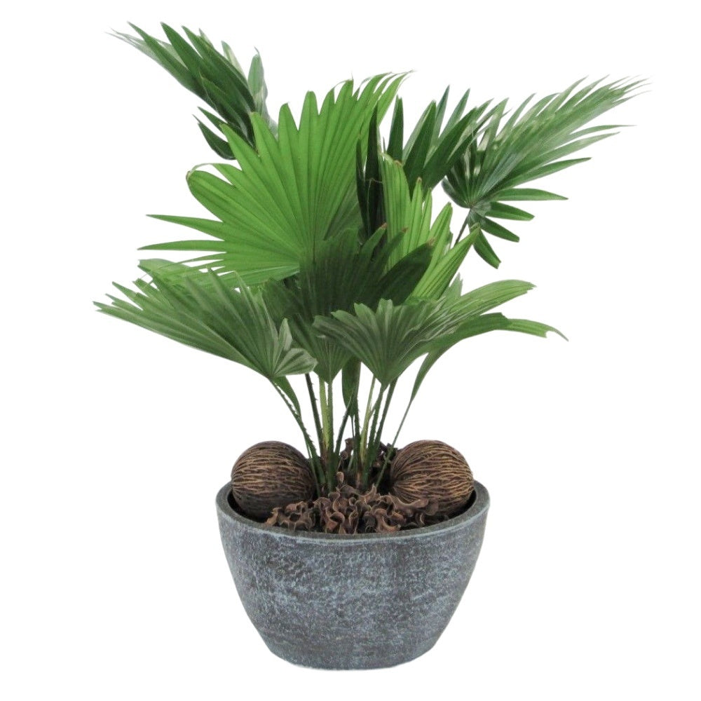 Livistona rotundifolia 55cm 19cm Pot