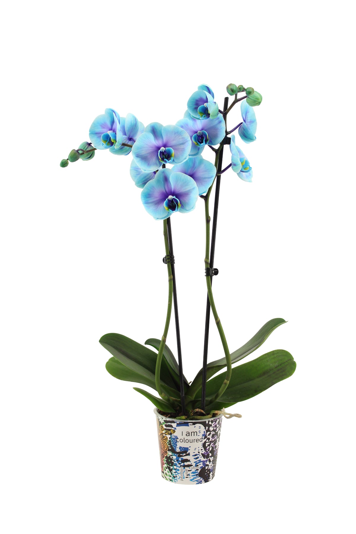 Phalaenopsis Royal blue lagoon 55cm 12cm Pot