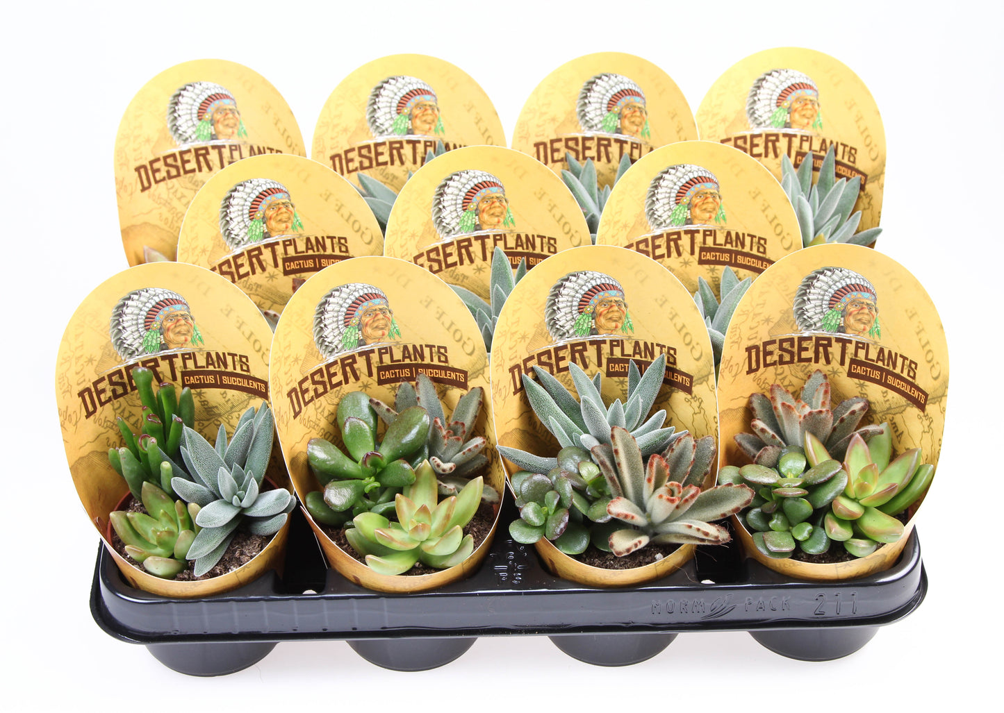 Potcover desert plants succulent trio 12cm Special Pot (508)