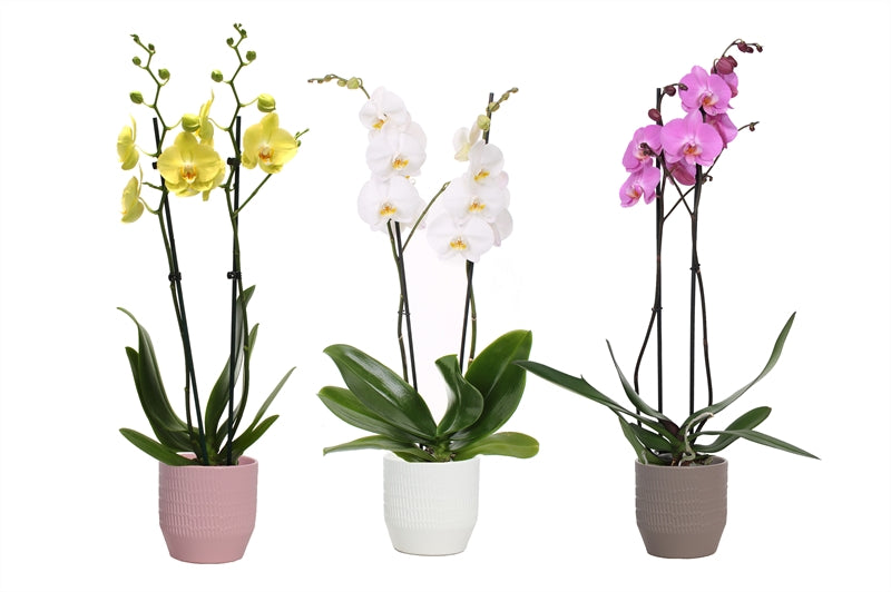 Phalaenopsis mix 55cm 12cm Pot