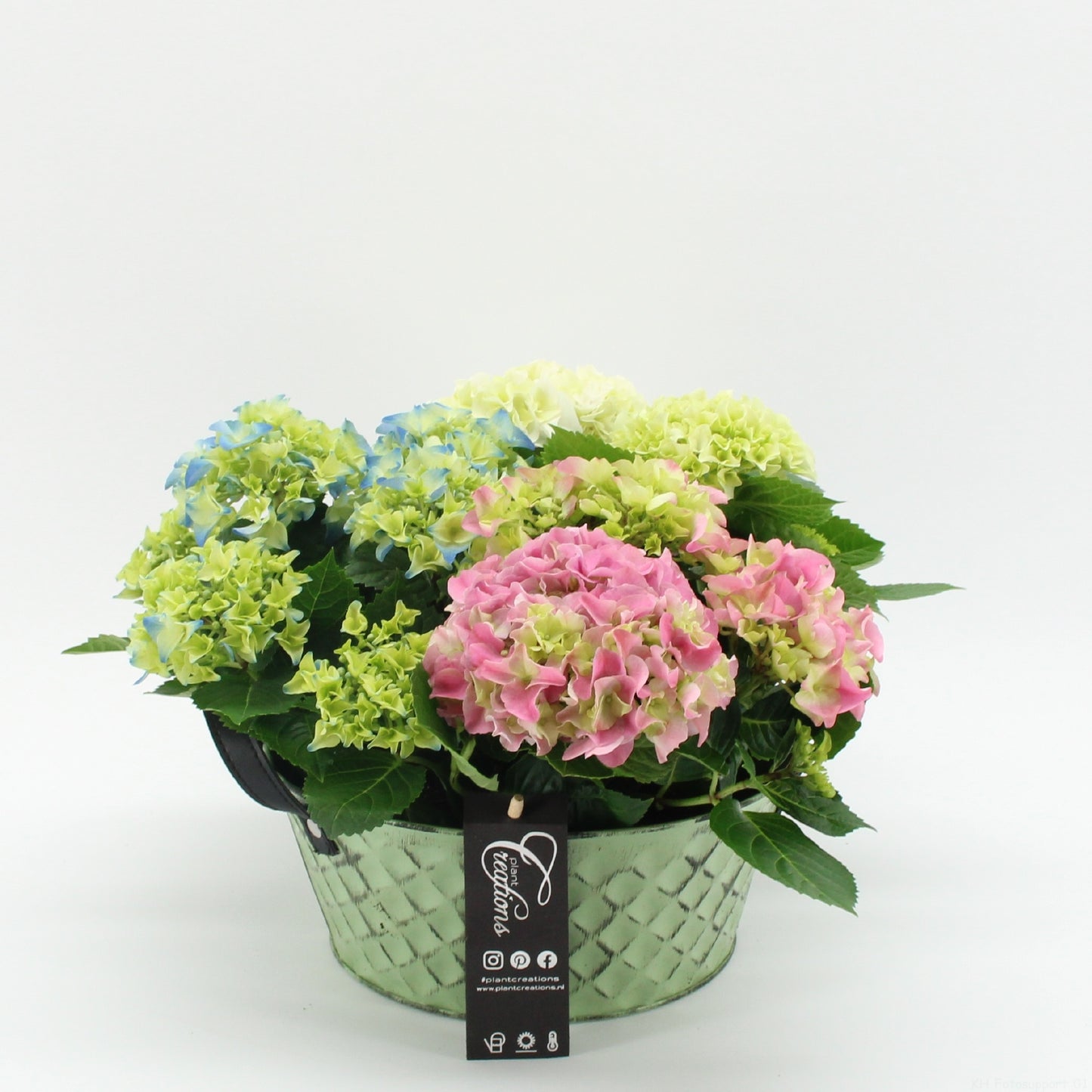 Hydrangea arrangement 30cm 22cm Pot
