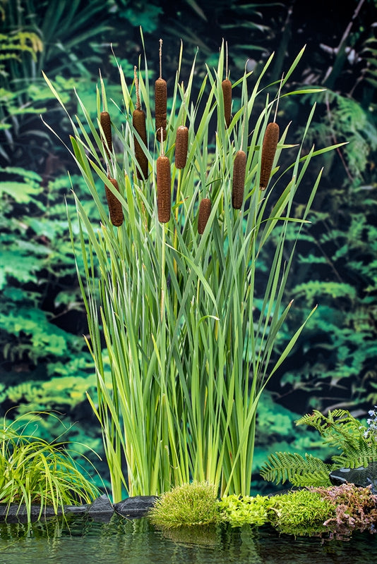 Waterplkw R. Moerings Typha latifolia Pack of 3