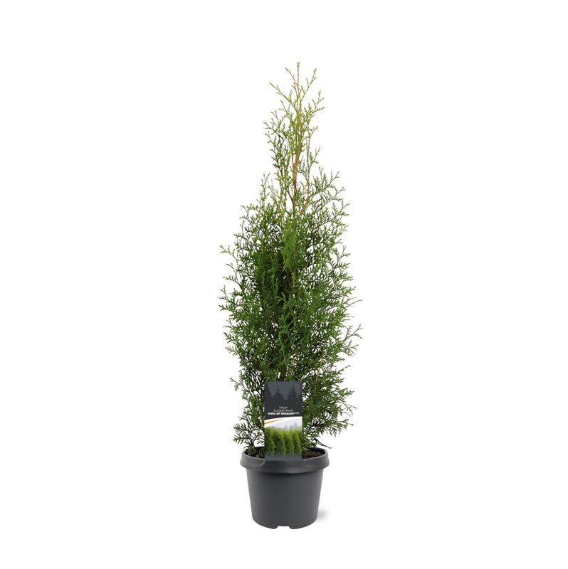 Thuja occidentalis King of Brabant 70cm 19cm Pot