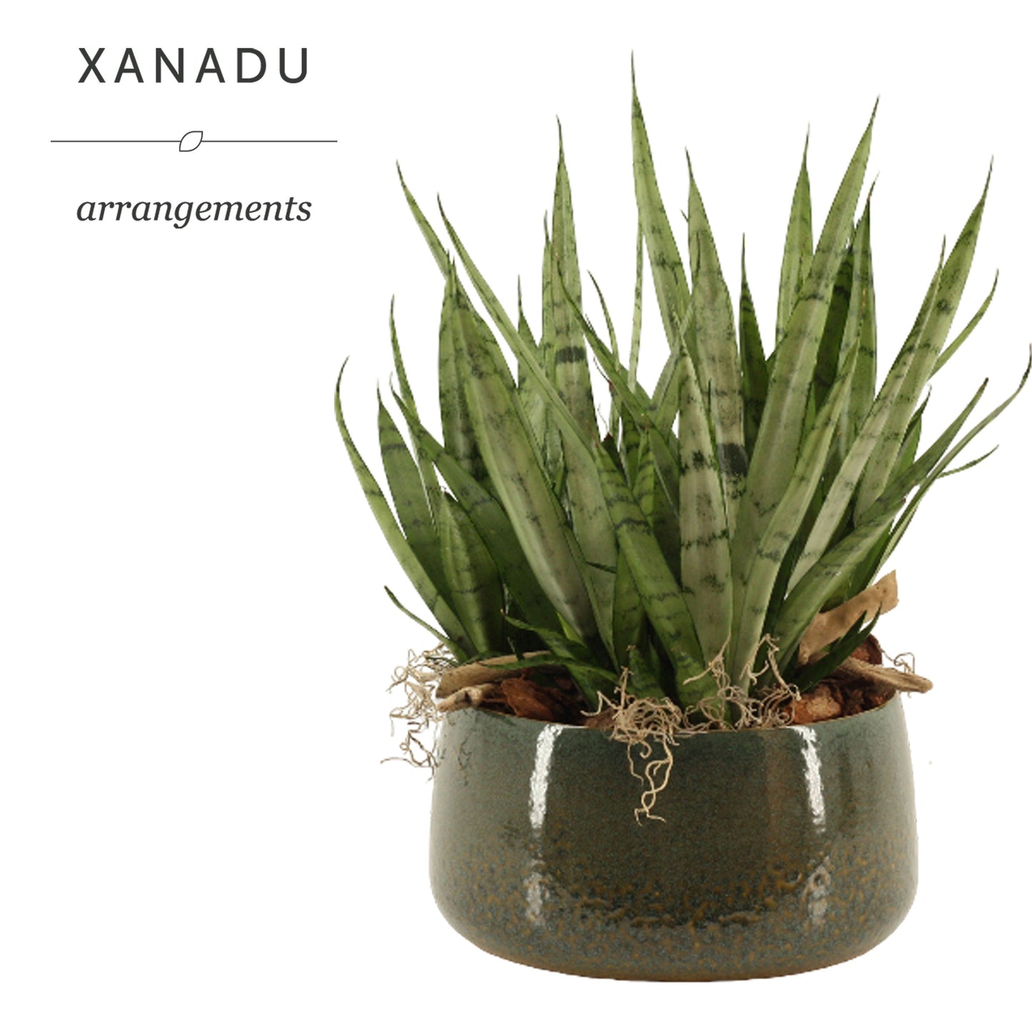 Xanadu Roseau 45cm 24cm Pot