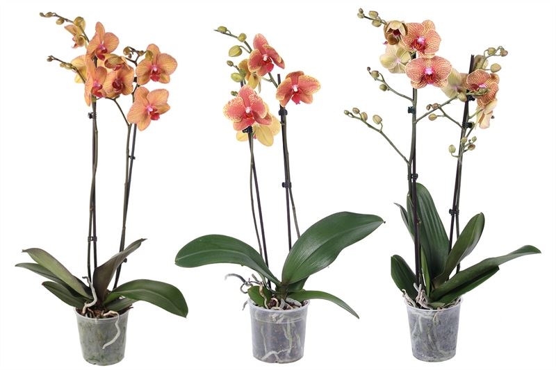 Phalaenopsis orange 60cm 12cm Pot