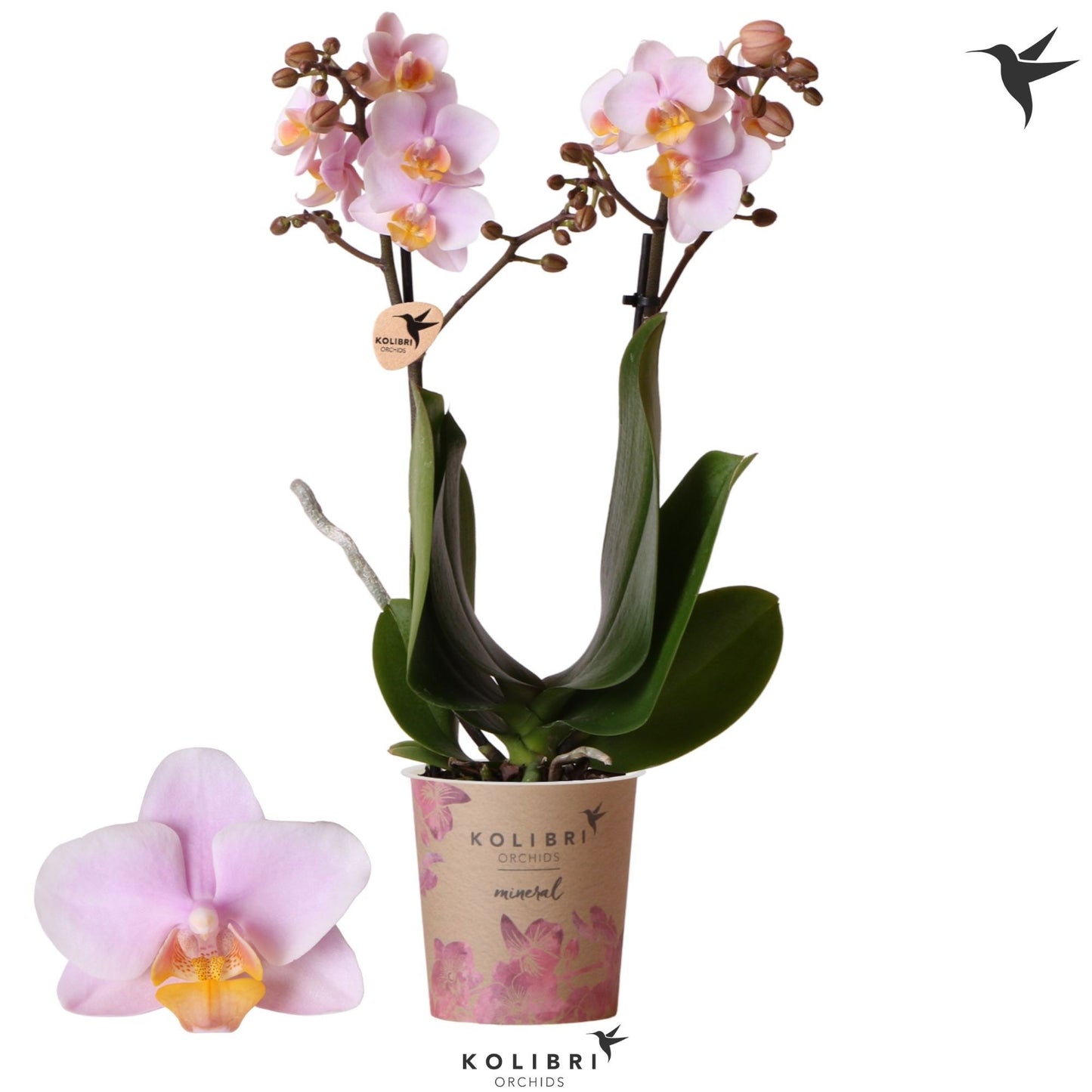 OK Plant Phalaenopsis Amaglad Pack of 12