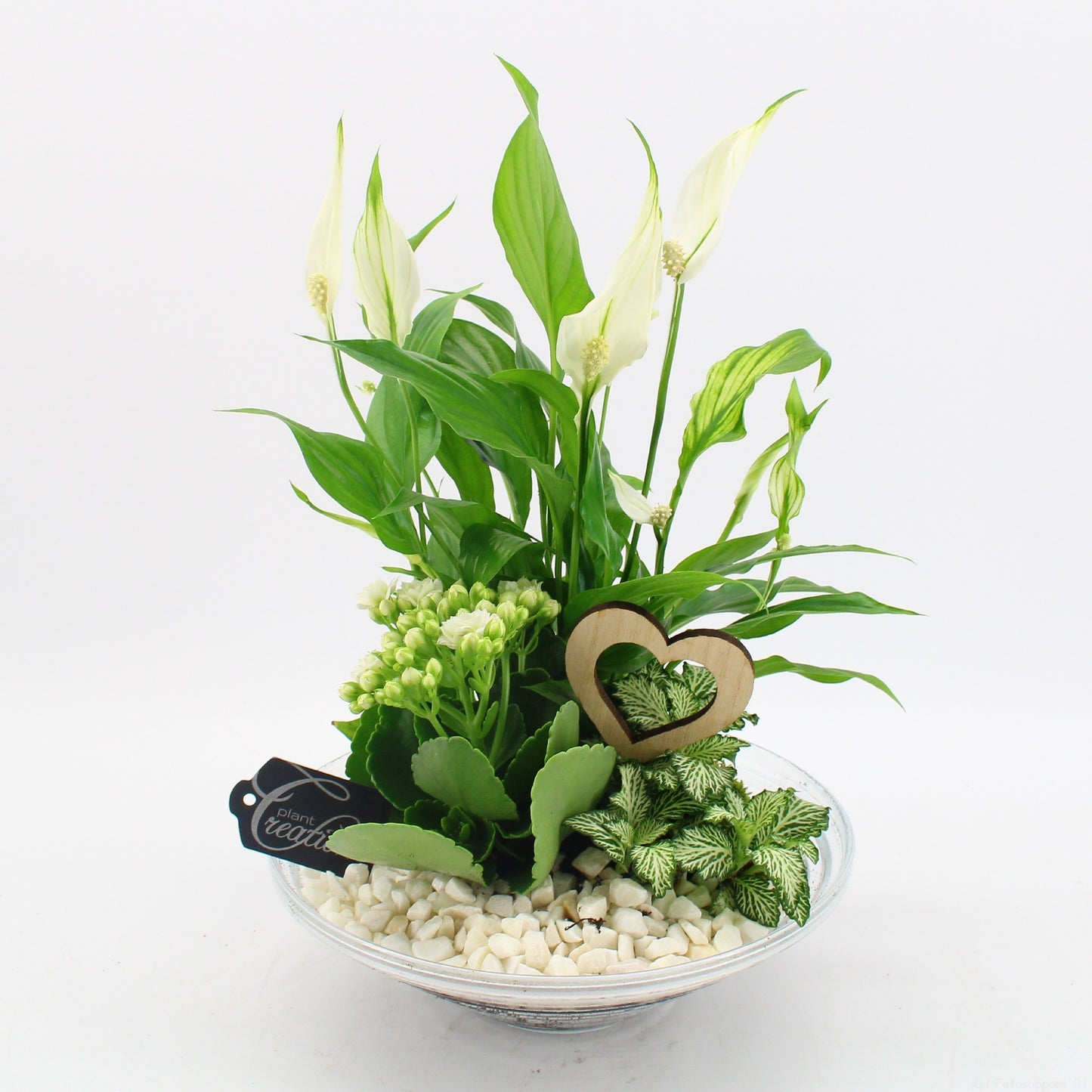 Indoor flowering arrangement 35cm 25cm Pot