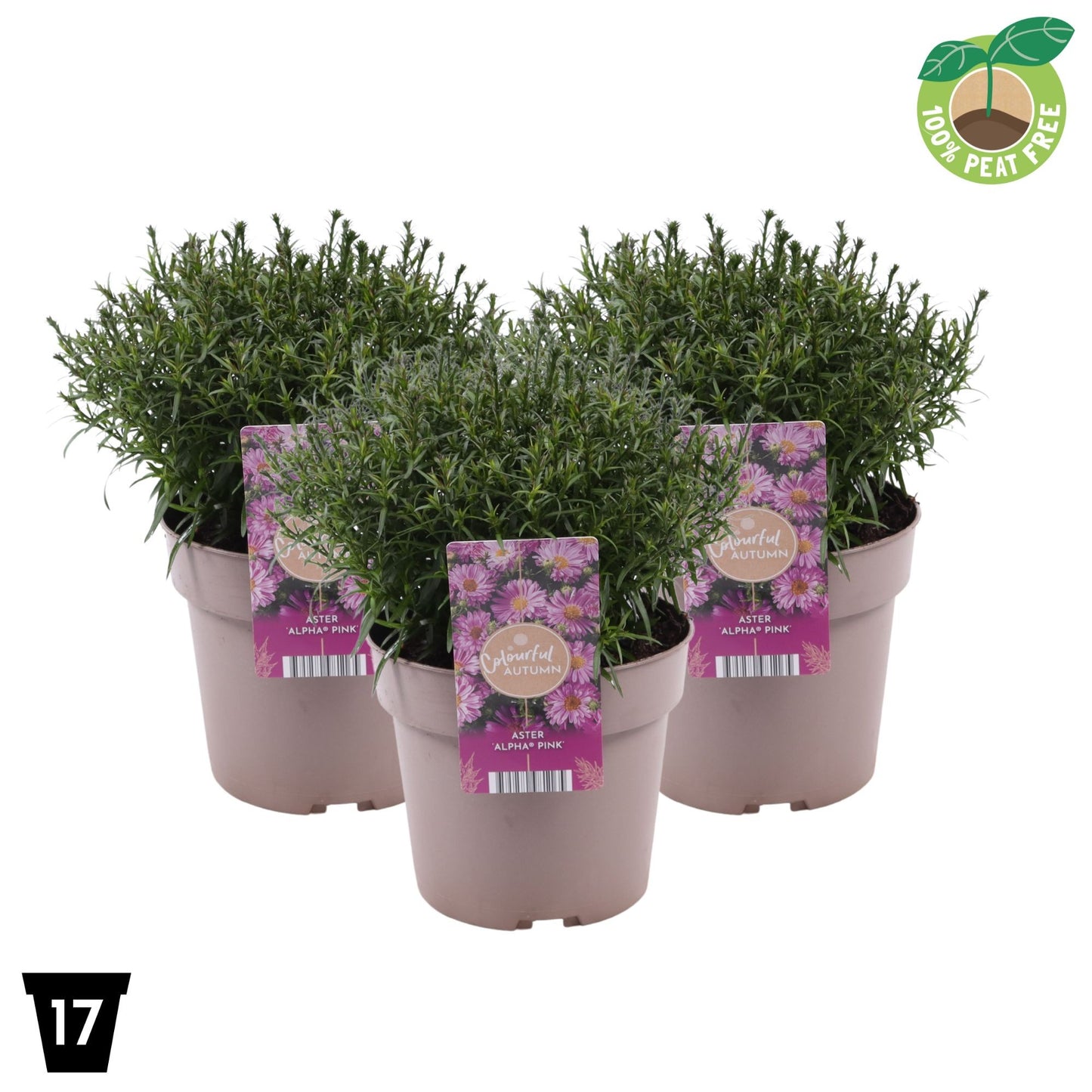 Aster Alpha Pink 30cm 17cm Pot