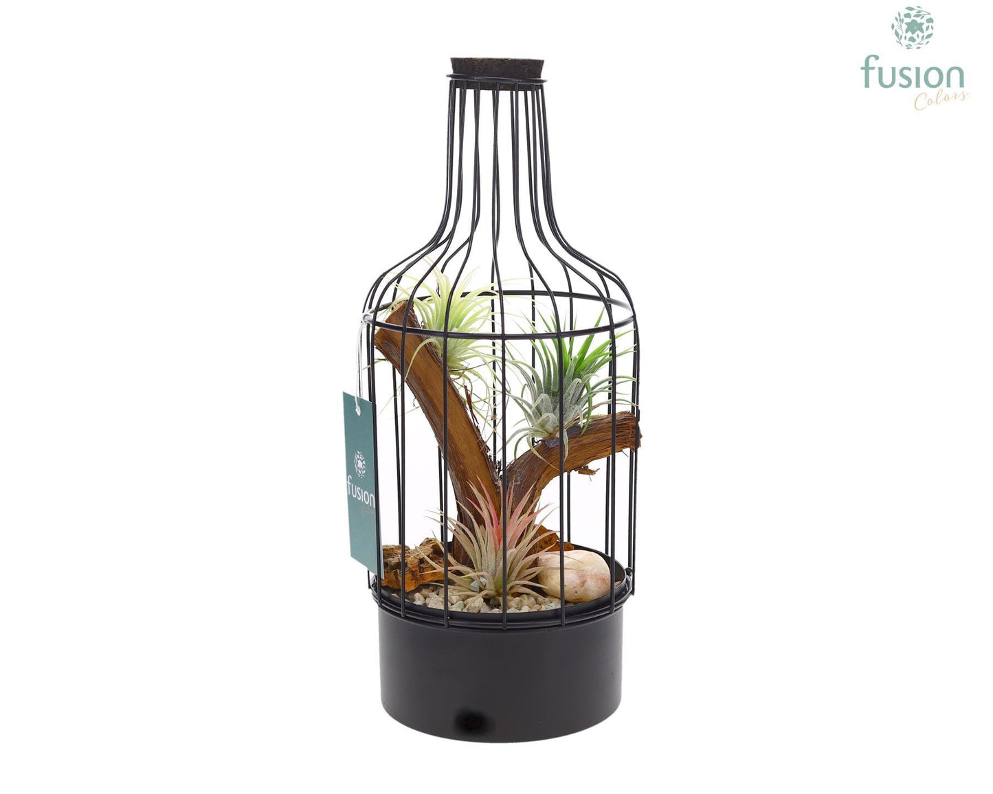 arr. Tillandsia 29cm 13cm Pot
