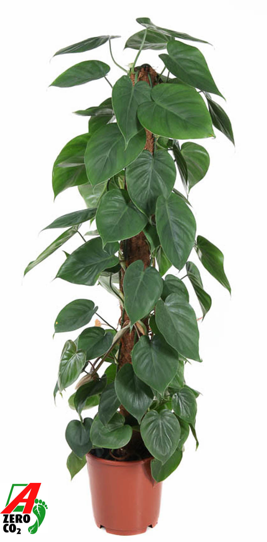 Philodendron scandens 120cm 24cm Pot
