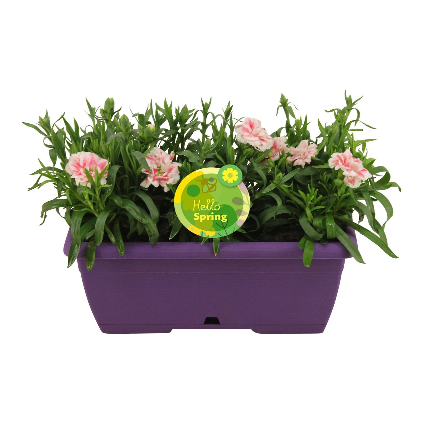 Dianthus Oscar 22cm 25cm Pot