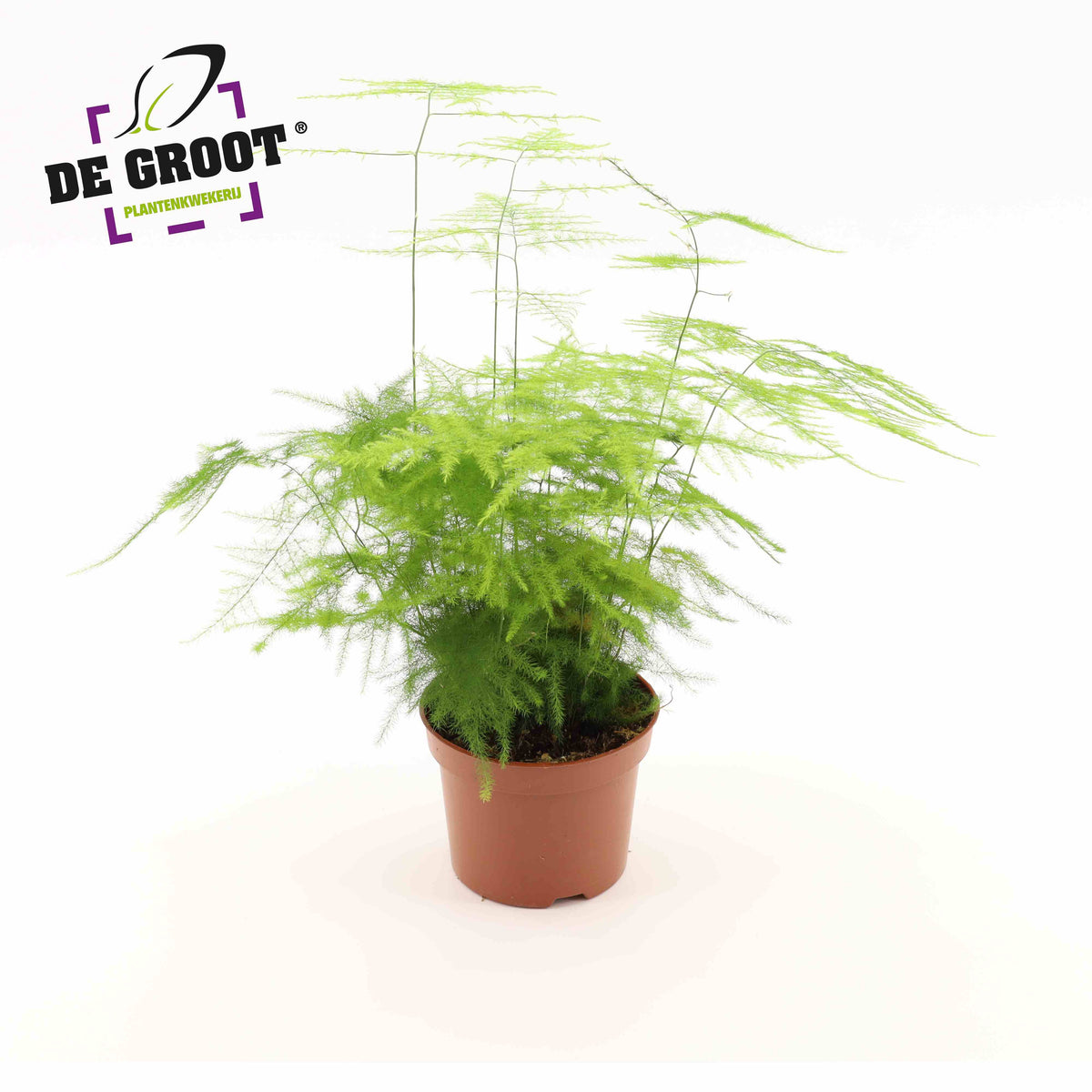 Asparagus setaceus 30cm 12cm Pot